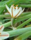  Flower-Articulated pedicel